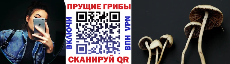 Галлюциногенные грибы Psilocybe  Котельнич 